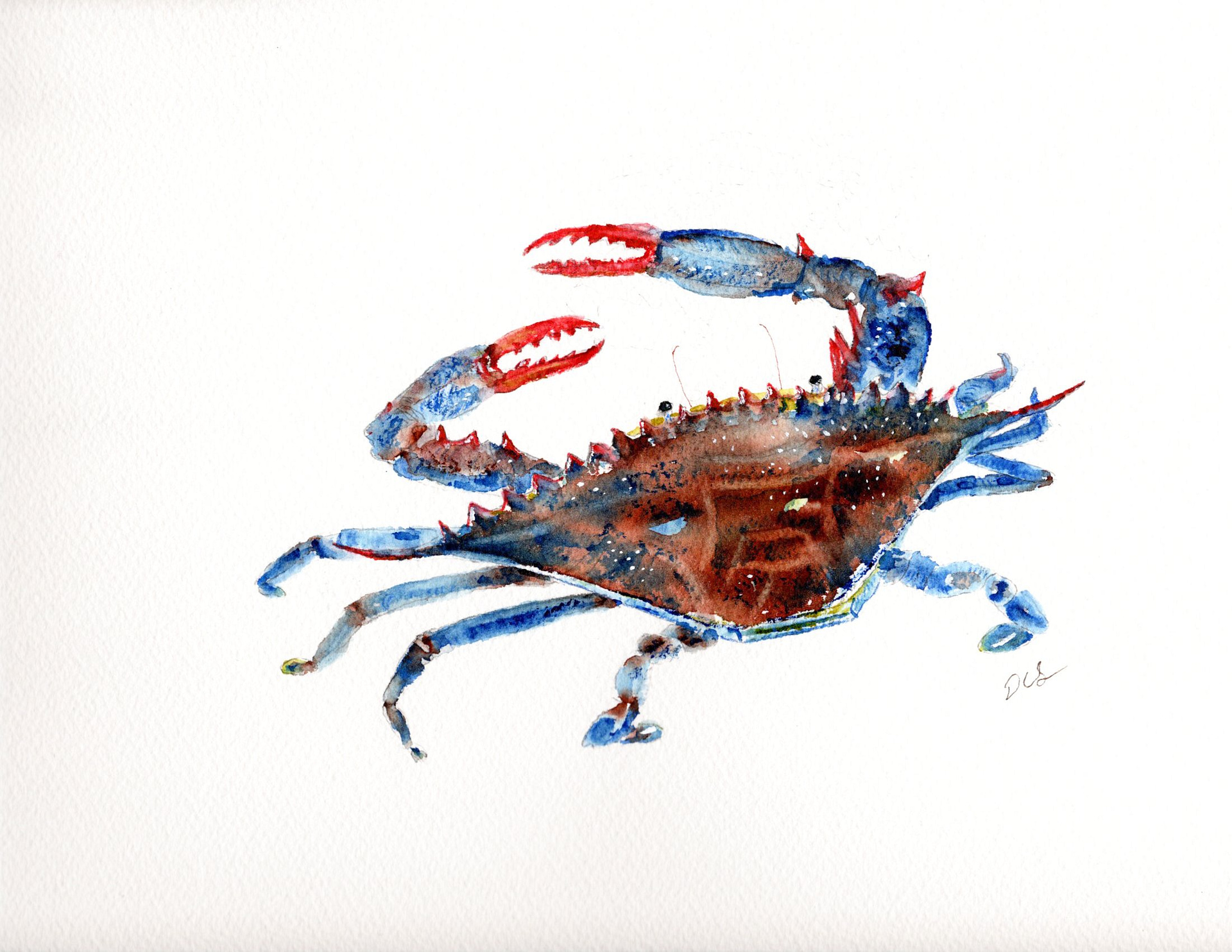 atlantic-blue-crab-dale-soblo-s-watercolors